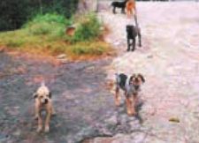 一群恶狗看到车友,就会对着大声咆叫,而且会聚集越来越多,小心为上策。