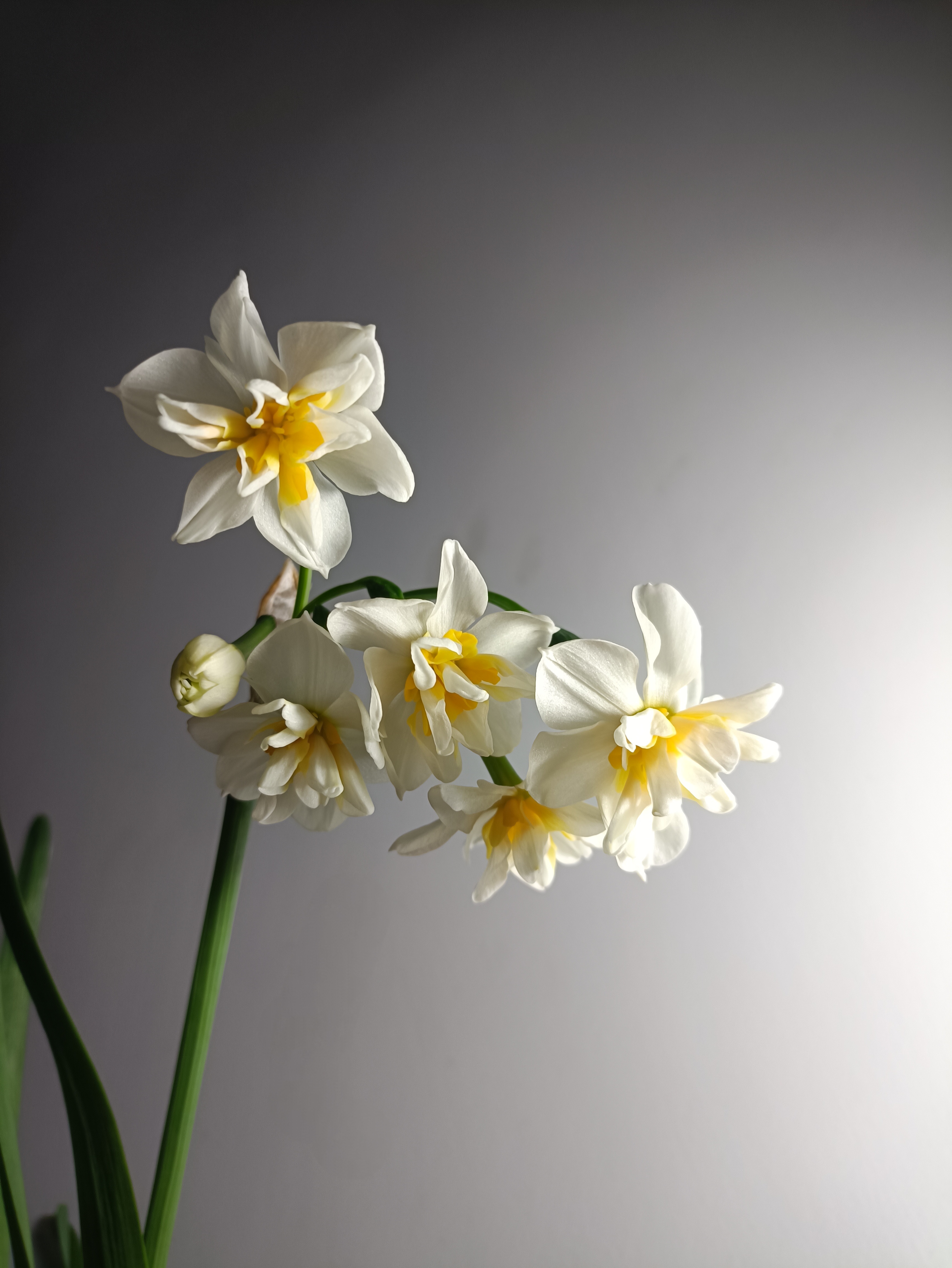 斯美,若仙!斯香,若霖!