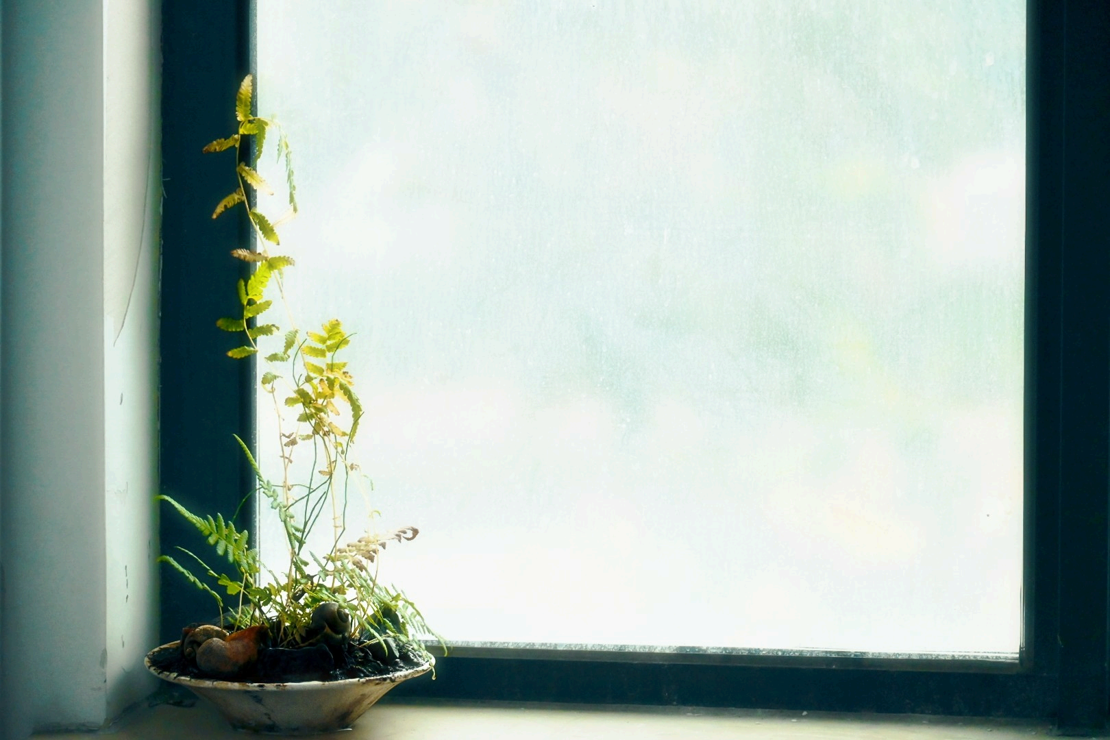 《毛蕨:维尔姆兰最后的骄傲》,由尼康Zfc拍摄于2024.12.13